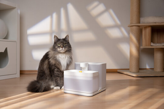 fluffy gray cat sitting next to a pet drinking fountain