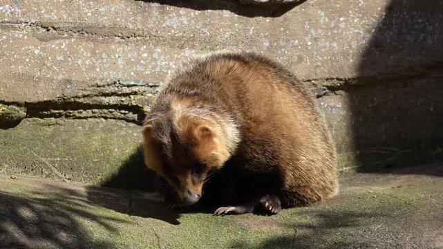 A yawning Japanese badger (Meles Anakuma).