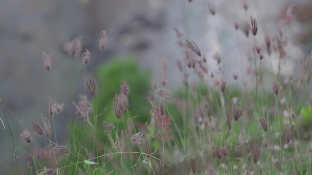 Native Wild Meadow Grasses and Pollinator Habitat for Sustainable Ecological Restoration