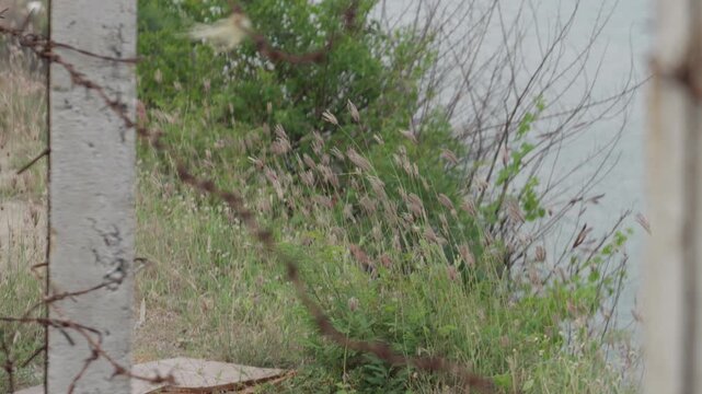 Rusty barbed wire fence and wild grass at a restricted coastal border zone boundary