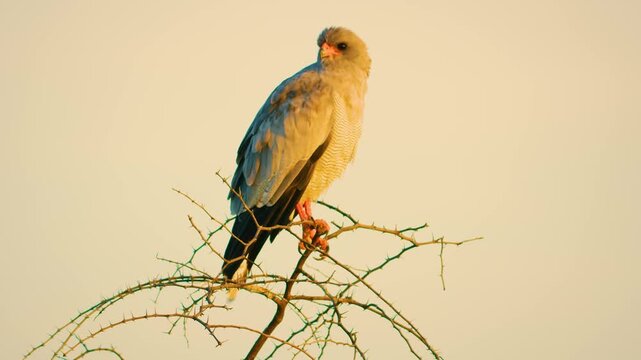 The pale chanting goshawk (Melierax canorus) is a bird of prey in the family Accipitridae. This hawk breeds in southern Africa.