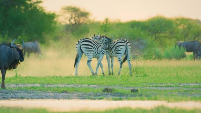Slow motion footage of Two Zebras fighting near a herd of Black wildebeest (Connochaetes gnou) in south african wildlife safari.