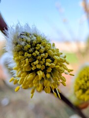 Pussy willow © Max-Frederik Mees