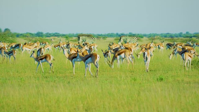A herd of Zebras and Springboks antelopes Grazing together in Savanah.
