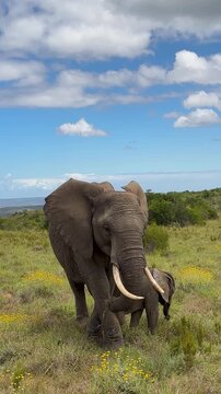 South African Elephant with Baby