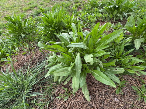 Green rosette of Isatis tinctoria (woad) growing in a natural grassy area. Broad leaves form a dense basal cluster, showcasing this historic dye plant in an outdoor ecological setting.