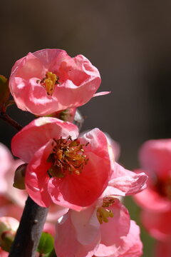 華やかに咲く