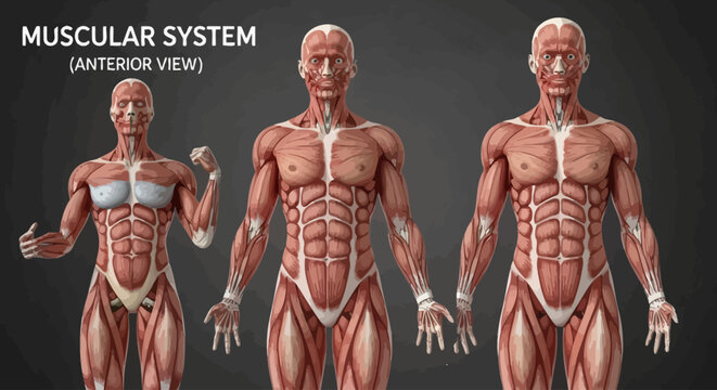 Muscular System Exploration, Educational Tool, Science Classroom, Detailed Illustration, Anatomical Study