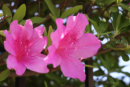 日本の春の庭に咲くピンク色のツツジの花