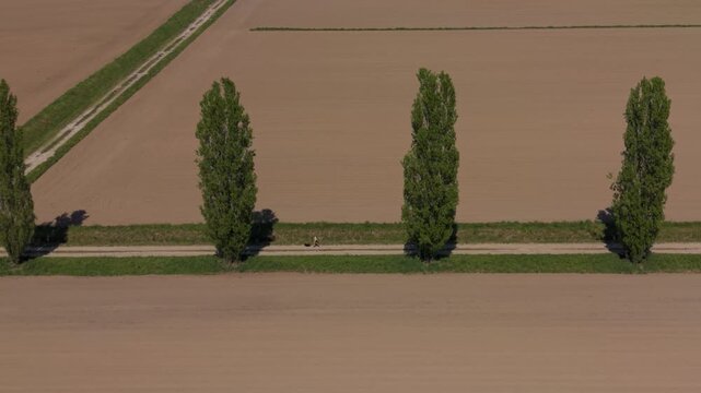 A girl rides a bicycle in the Italian countryside. Overhead view captures a straight avenue bordered by orderly trees stretching into the distance. 