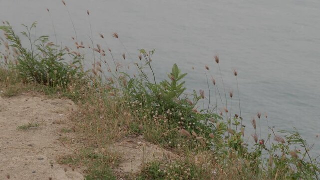 Wild native coastal grasses and plants growing on sandy cliff edge by the sea for erosion control