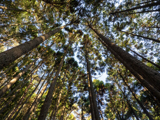 Fototapeta premium Looking Up at Tall Cedar Trees Forming a Forest Canopy
