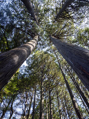 Fototapeta premium Tall Cedar Forest Canopy Seen from Below in Vertical Composition