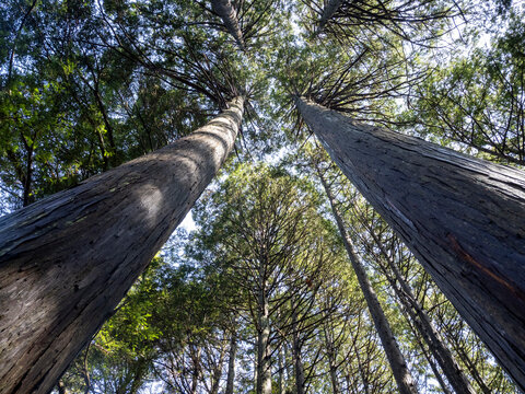 Looking Up at Tall Cedar Trees Forming a Forest Canopy
