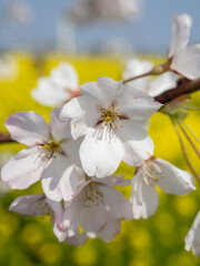 Obraz premium Close Up of Cherry Blossoms Against a Soft Yellow Rapeseed Background