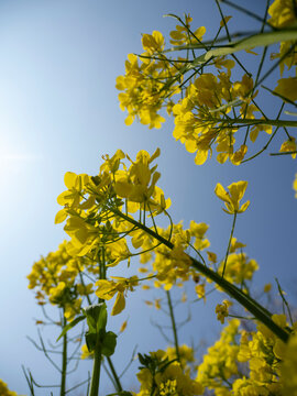 Looking Up at Yellow Rapeseed Flowers Against a Clear Blue Sky