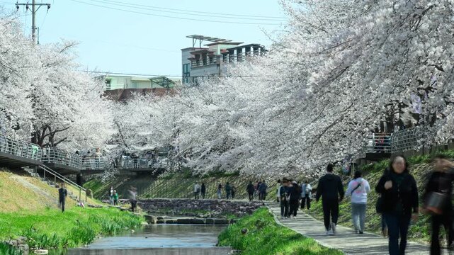 Cherry Blossom Timelapse at Mugeocheon Stream with People Walking, Ulsan South Korea