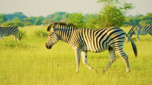 Epic shot of a Male zebra walking in Savanah.
