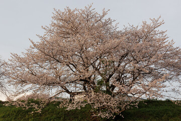 Fototapeta premium 夕日に染まる満開の桜