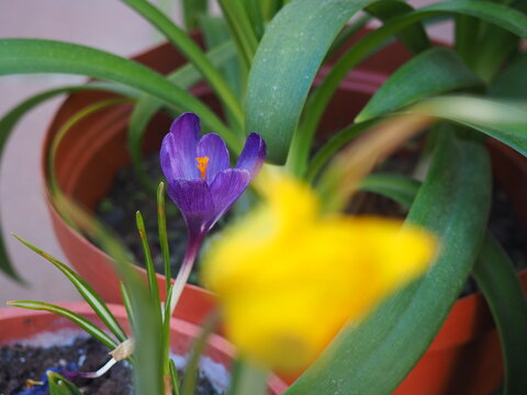 PRIMAVERA