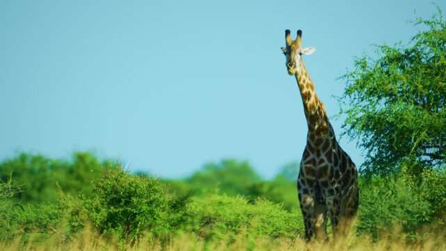 The giraffe Giraffa camelopardalis is an African even-toed ungulate mammal, the tallest living terrestrial animal and the largest ruminant. It is classified under the family Giraffidae. 