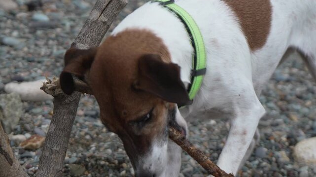 Dog chewing stick, focused canine enjoys playtime on a rocky beach