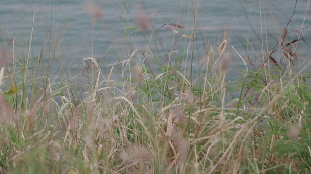 Native Riparian Buffer Zone Vegetation with Dry Grass and Green Foliage by Lake Shore