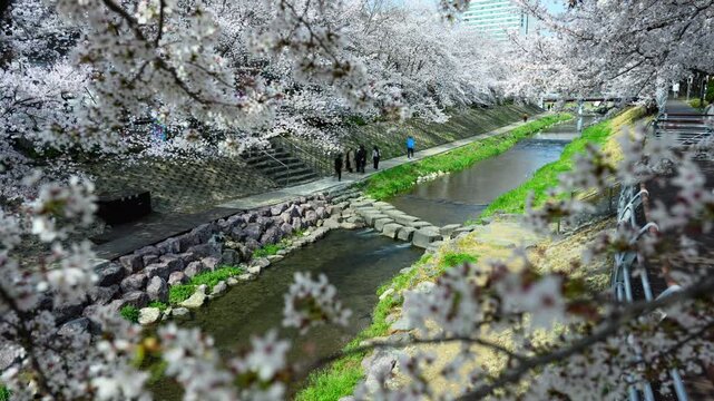 Cherry Blossom Timelapse at Mugeocheon Stream with People Walking, Ulsan South Korea