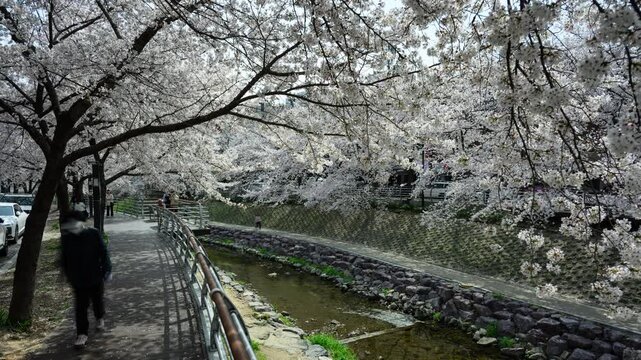 Cherry Blossom Timelapse at Mugeocheon Stream with People Walking, Ulsan South Korea
