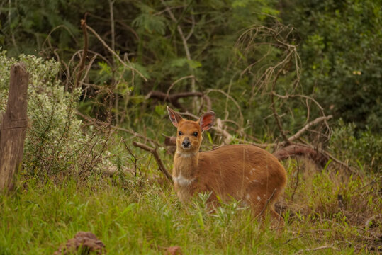 Baby bushbuck standing alert in dense vegetation, Gondwana Game Reserve