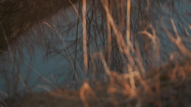 枯草の中の静かな沼