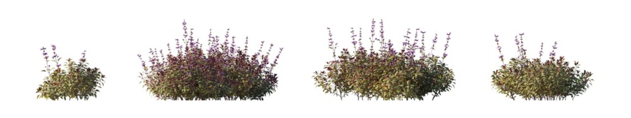 Naklejka premium Salvia officinalis tricolor (tricolor sage, variegated sage, common sage tricolor) isolated PNG on a transparent background premium nature cutout