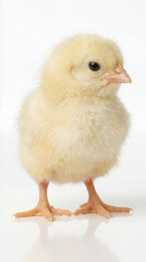 Obraz premium Cute little chicken isolated on white background.