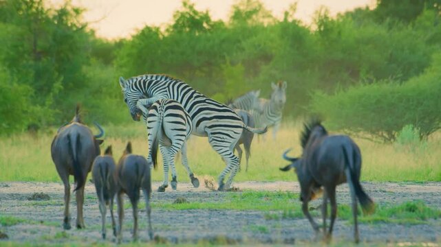 Slow motion footage of Two Zebras fighting near a herd of Black wildebeest (Connochaetes gnou) in south african wildlife safari.