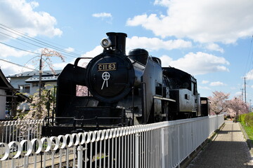 Vintage steam locomotive parked under weeping cherry blossoms.