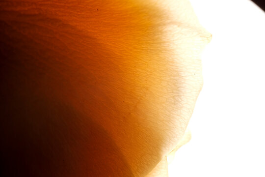 Backlit orange petal macro