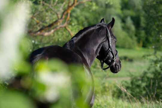 beautiful Thoroughbred black stallion posing at nice park at sunny spring evening