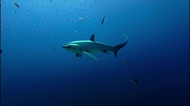 Pelagic Thresher Shark Swimming in Open Ocean