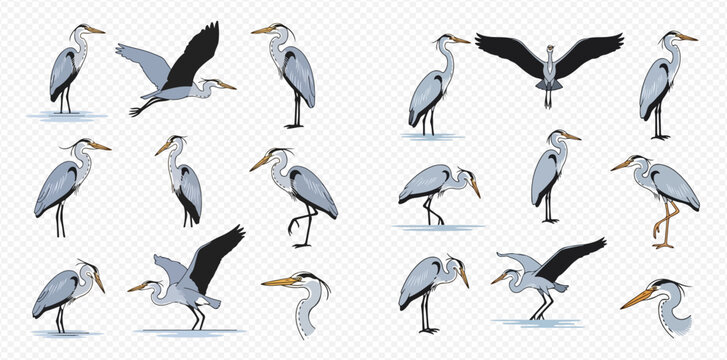 Set of grey heron birds in various poses, including standing, flying, and fishing, isolated on a transparent background.