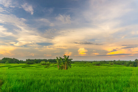 Beautiful morning view in Indonesia, panoramic landscape of rice fields with mountain ranges and clear sky