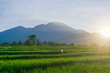 Obraz premium Beautiful morning view in Indonesia, panoramic landscape of rice fields with mountain ranges and clear sky