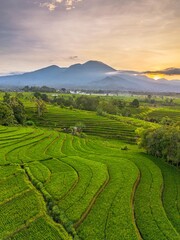 Obraz premium Beautiful morning view in Indonesia, panoramic landscape of rice fields with mountain ranges and clear sky