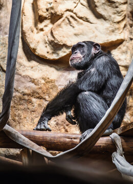Side profile of a resting chimp looking up against a stone background