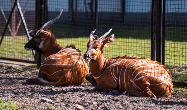 Endangered bongo antelopes lying on the ground in a zoological garden enclosure