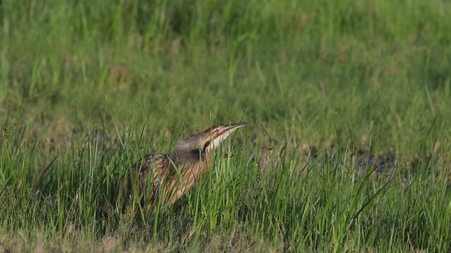 American Bittern Calling (booming) during Spring Breeding Season in California