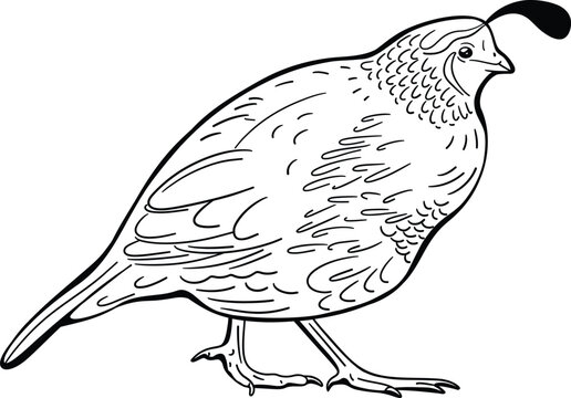 Coloring book outline for quail bird in vector, black outline logo