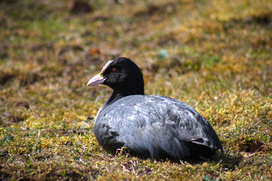 Coot laying in the grass