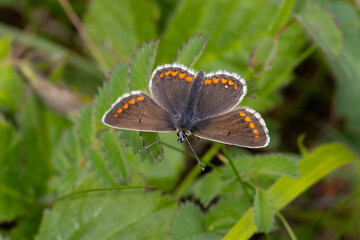 Fototapeta premium Northern Brown Argus Butterfly resting on a leaf. County Durham, England, UK.