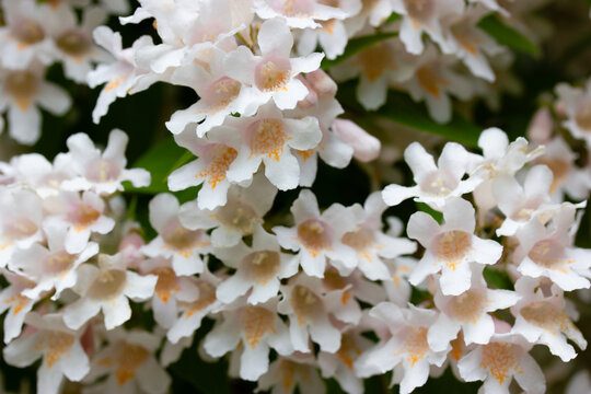 Macro shot of blooming Kolkwitzia amabilis also known as Linnaea amabilis or Beauty Bush, cluster of pink and white bell-shaped flowers in spring garden, botanical floral background.