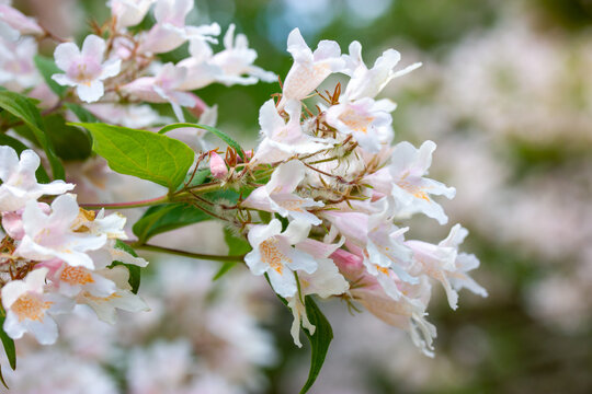 Macro shot of blooming Kolkwitzia amabilis also known as Linnaea amabilis or Beauty Bush, cluster of pink and white bell-shaped flowers in spring garden, botanical floral background.